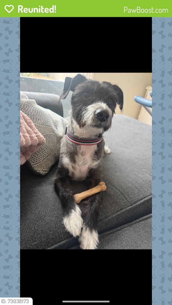 Reunited Male Dog last seen Moraga and Elsinore , San Diego, CA 92117