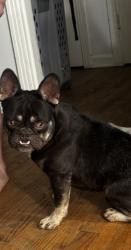 Lost Male Dog last seen Blanco and lovera, San Antonio, TX 78201