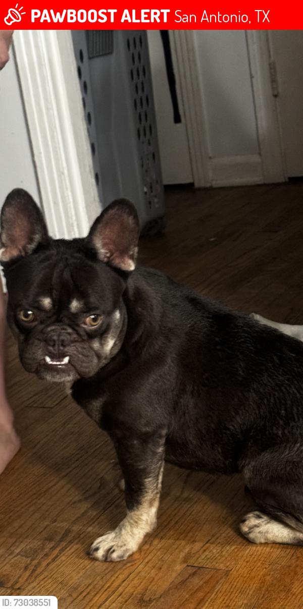 Lost Male Dog last seen Blanco and lovera, San Antonio, TX 78201