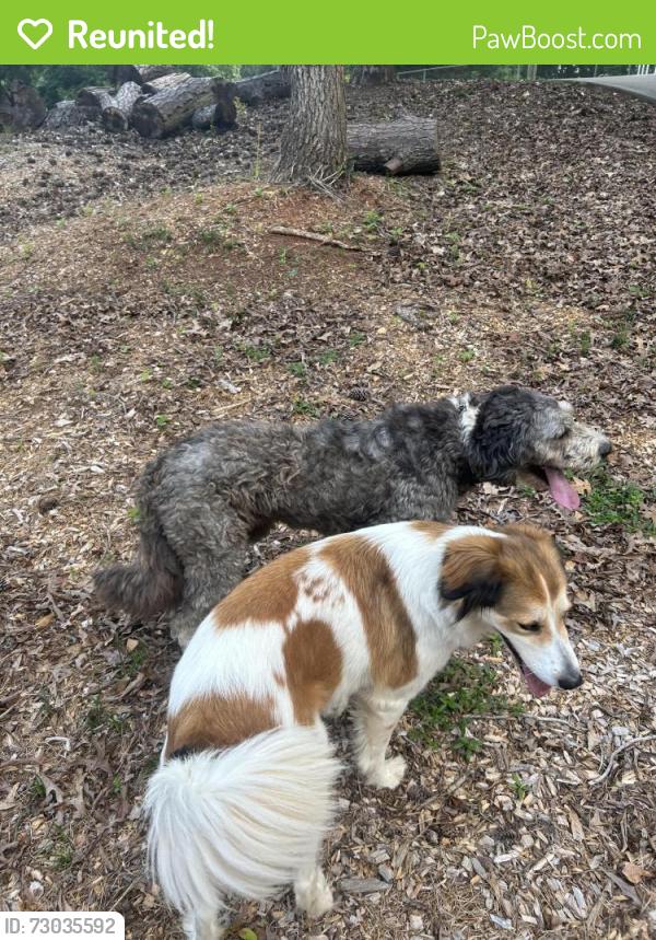 Reunited Unknown Dog last seen Near whispering pines drive, Gainesville, GA 30504
