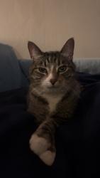 Lost Female Cat last seen N Great Neck Road and Queens Elm, Virginia Beach, VA 23454