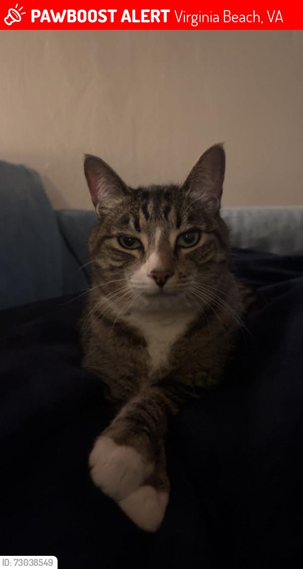 Lost Female Cat last seen N Great Neck Road and Queens Elm, Virginia Beach, VA 23454