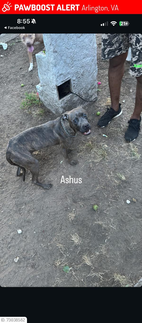 Lost Female Dog last seen She was last seen running down Route 50, Arlington, VA 22201