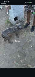 Lost Female Dog last seen She was last seen running down Route 50, Arlington, VA 22201