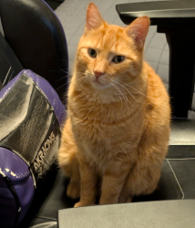 Lost Male Cat last seen Barbara st, Hartford Ave, Providence, RI 02909