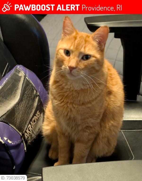 Lost Male Cat last seen Barbara st, Hartford Ave, Providence, RI 02909