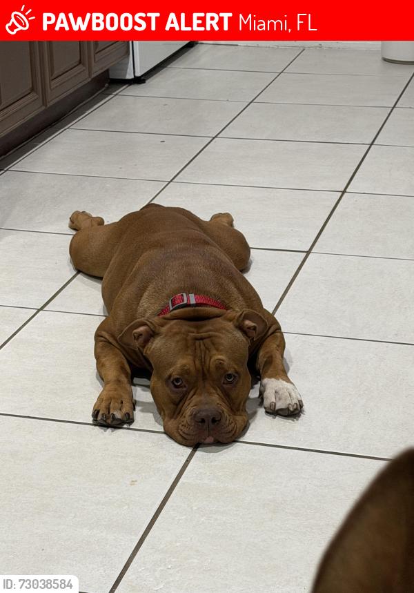 Lost Female Dog last seen Near st Kendall, Miami, FL 33165