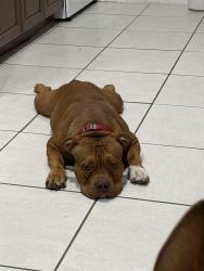 Lost Female Dog last seen Near st Kendall, Miami, FL 33165
