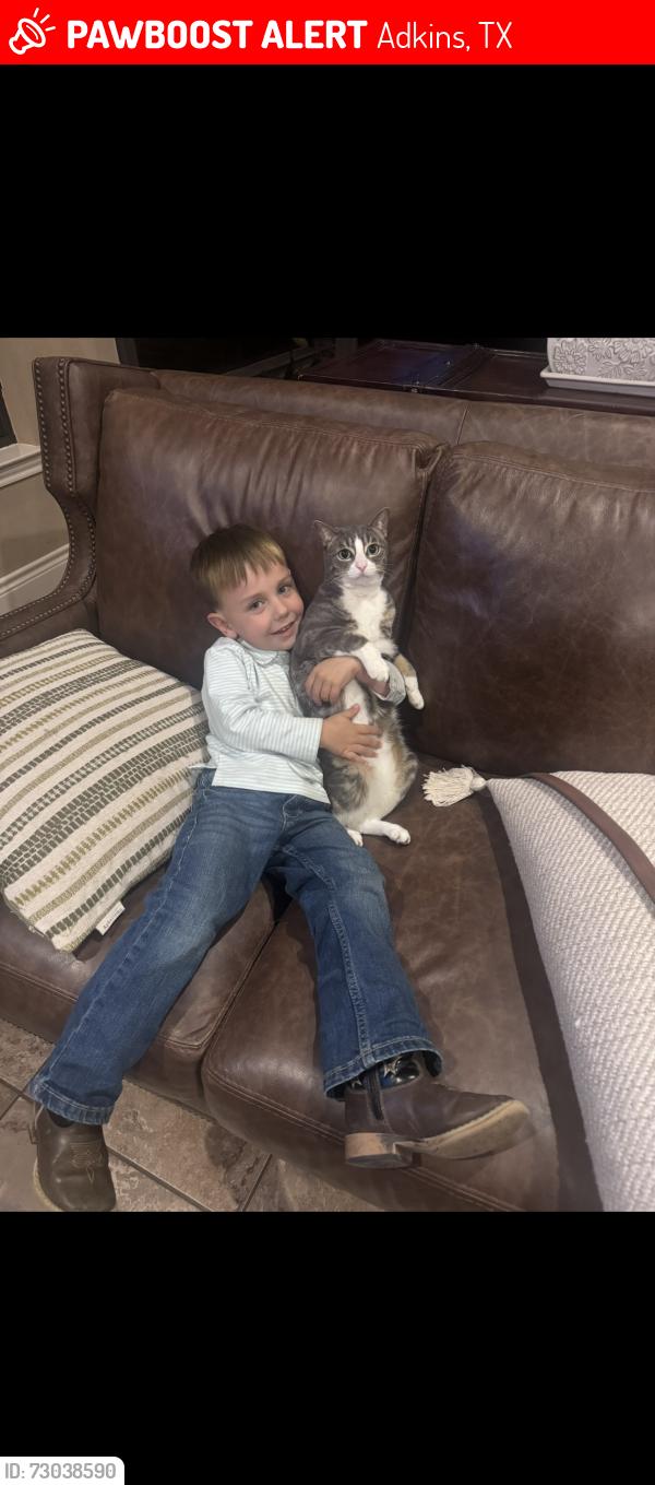 Lost Male Cat last seen Arbor Vw - Eden Crossing , Adkins, TX 78101