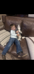 Lost Male Cat last seen Arbor Vw - Eden Crossing , Adkins, TX 78101