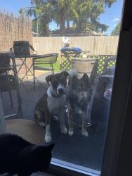 Found/Stray Unknown Dog last seen 34th nobhill, Yakima, WA 98902