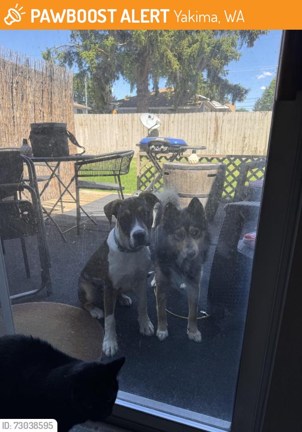 Found/Stray Unknown Dog last seen 34th nobhill, Yakima, WA 98902
