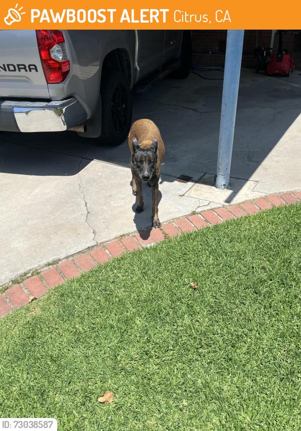 Found/Stray Female Dog last seen E Glenlyn Dr and N Oakbank Dr, Citrus, CA 91702