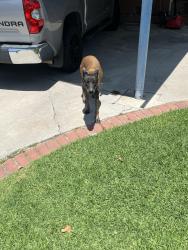 Found/Stray Female Dog last seen E Glenlyn Dr and N Oakbank Dr, Citrus, CA 91702