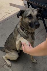 Lost Male Dog last seen Ocean view blvd or S 35th st , San Diego, CA 92113