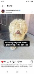 Reunited Male Dog last seen Iris ave, Moreno Valley, CA 92551
