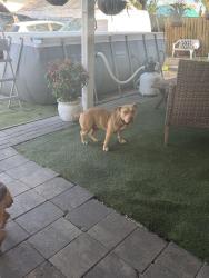 Lost Female Dog last seen Near st kendall, Miami, FL 33165
