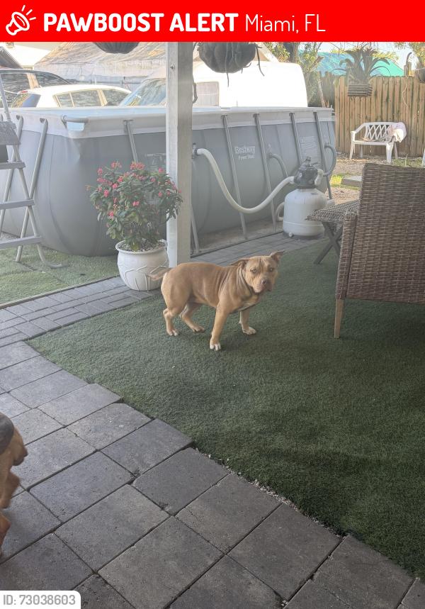Lost Female Dog last seen Near st kendall, Miami, FL 33165