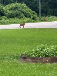 Found/Stray Unknown Dog last seen mckinnell road, Mobile, AL 36695