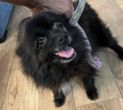 Found/Stray Female Dog last seen Scott Ave & Ditmar Dr. , Whittier, CA 90603