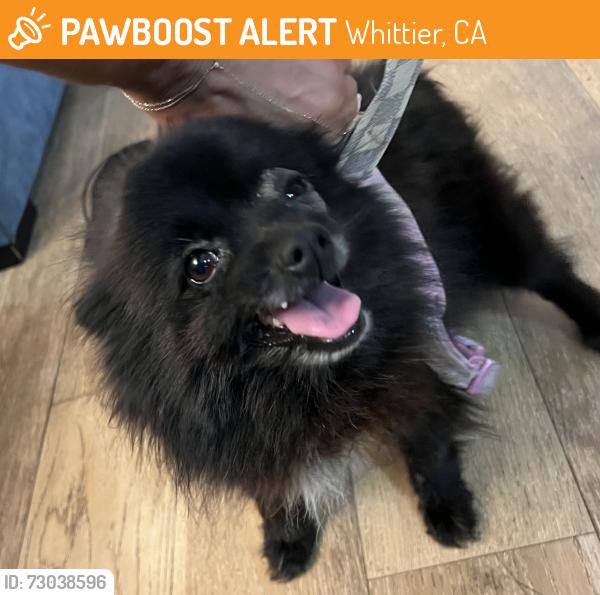 Found/Stray Female Dog last seen Scott Ave & Ditmar Dr. , Whittier, CA 90603