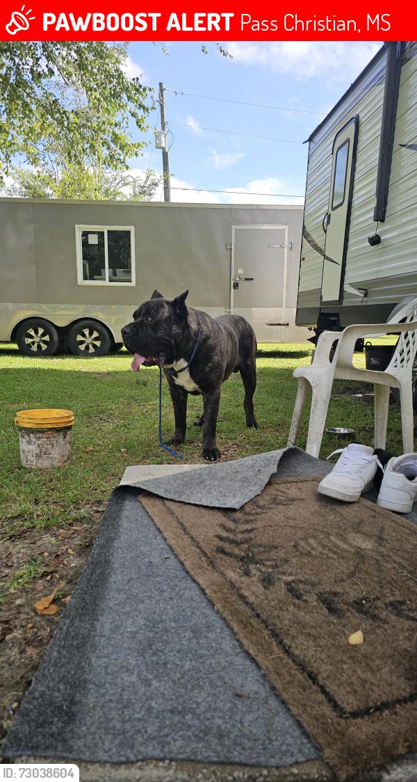 Lost Male Dog last seen Edwin ladner kiln delisle road, Pass Christian, MS 39571