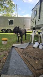 Lost Male Dog last seen Edwin ladner kiln delisle road, Pass Christian, MS 39571