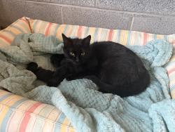 Lost Female Cat last seen Cross Country and Gardners Road, Mineral Va 23117, Mineral, VA 23117
