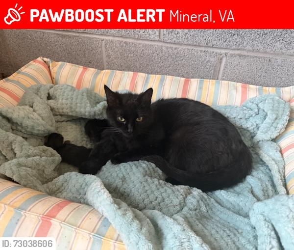 Lost Female Cat last seen Cross Country and Gardners Road, Mineral Va 23117, Mineral, VA 23117