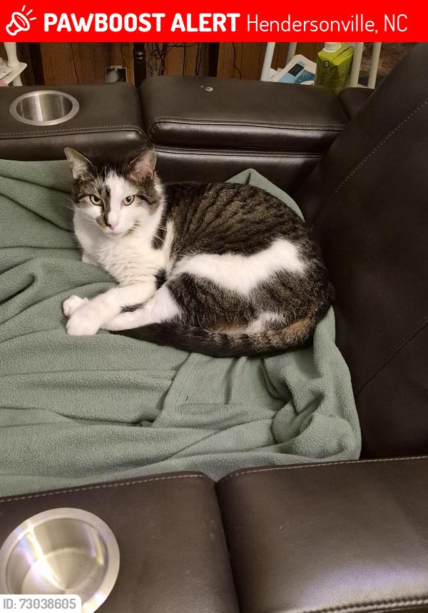 Lost Male Cat last seen Sugarloaf rd, Hendersonville, NC 28792