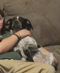 Lost Female Dog last seen Kitchen rd rinker rd , Mooresville, IN 46158