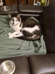Lost Male Cat last seen Sugarloaf rd, Hendersonville, NC 28792