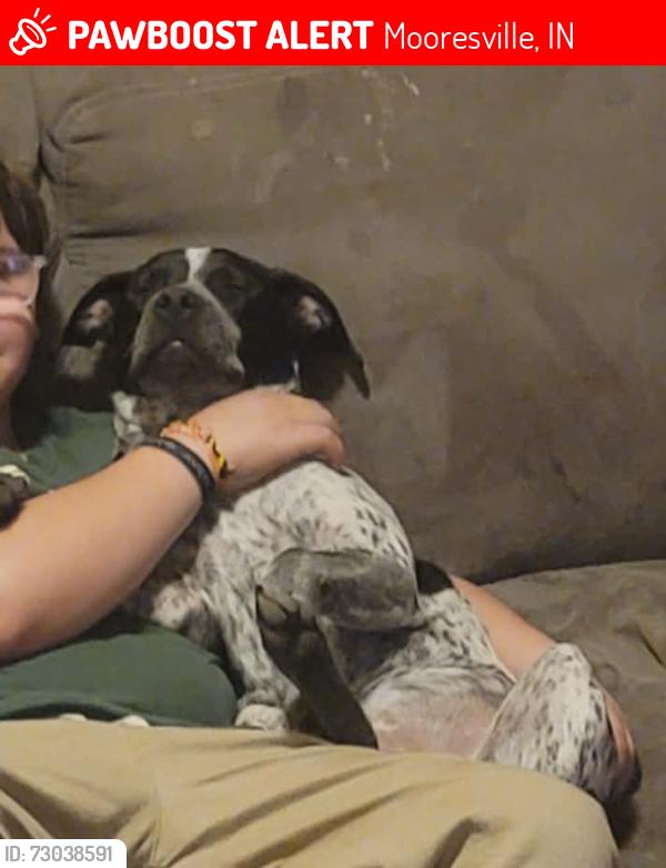 Lost Female Dog last seen Kitchen rd rinker rd , Mooresville, IN 46158