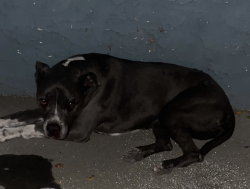 Lost Female Dog last seen San fernando blv and  terra bella, Los Angeles, CA 91331