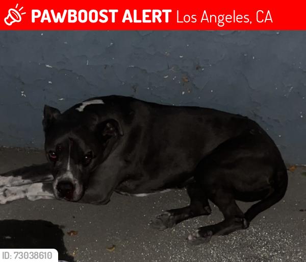Lost Female Dog last seen San fernando blv and  terra bella, Los Angeles, CA 91331