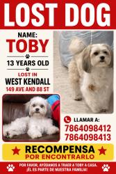 Reunited Male Dog last seen Near Kendale Lakes Blvd, Miami, FL 33193, USA, Miami, FL 33193