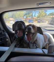 Reunited Male Dog last seen Solano way, Concord, CA 94520