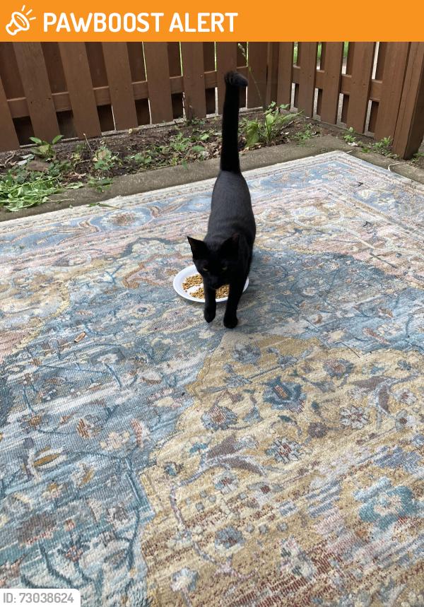 Found/Stray Male Cat last seen Circle k, White River Township, IN 46143