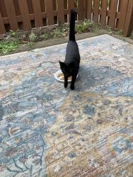 Found/Stray Male Cat last seen Circle k, White River Township, IN 46143