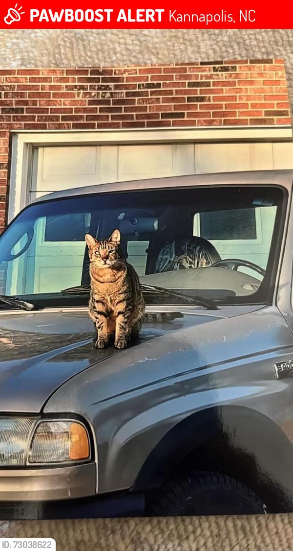 Lost Male Cat last seen Midlake Rd, Kannapolis, NC 28082