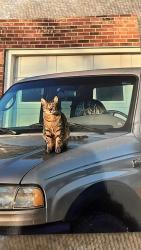 Lost Male Cat last seen Midlake Rd, Kannapolis, NC 28082