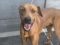 Shelter Stray Male Dog last seen , 1850 W 60th St, Los Angeles, CA 90047, USA