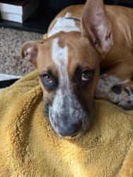 Found/Stray Female Dog last seen W Humphrey Street and N Dale Mabry, Tampa, FL 33612