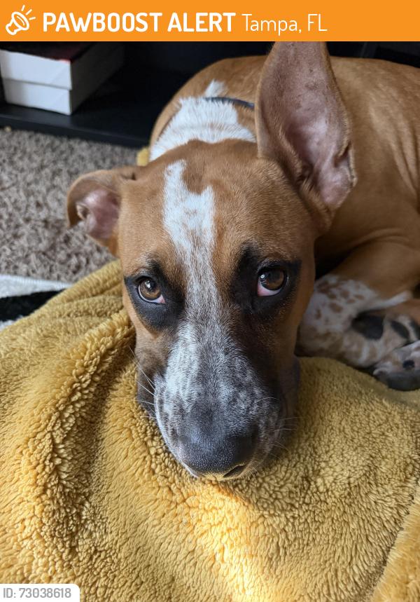 Found/Stray Female Dog last seen W Humphrey Street and N Dale Mabry, Tampa, FL 33612