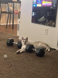 Reunited Male Cat last seen Near stanford ave, Oakland, CA 94608
