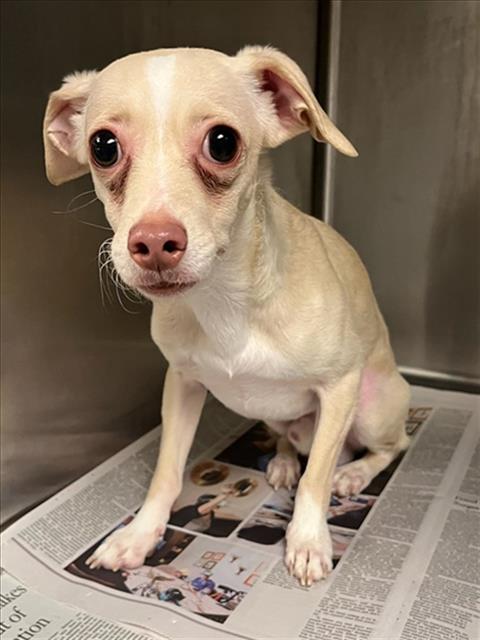 Shelter Stray Male Dog last seen , 14409 Vanowen St, Van Nuys, CA 91405, USA