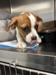 Shelter Stray Female Dog last seen , 11361 W Pico Blvd, Los Angeles, CA 90064, USA
