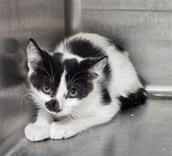Shelter Stray Male Cat last seen , 3201 Lacy St, Los Angeles, CA 90031, USA