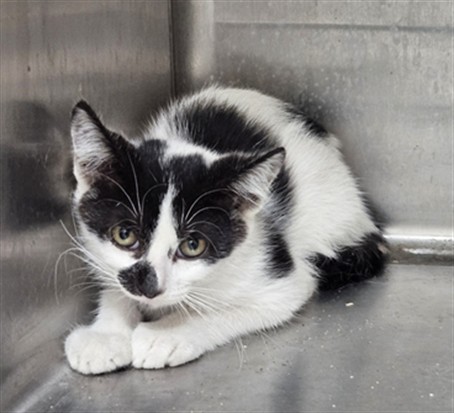Shelter Stray Male Cat last seen , 3201 Lacy St, Los Angeles, CA 90031, USA