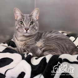 Shelter Stray Male Cat last seen ISLANDVIEW/LAKEVIEW, IRVINE, 92604, 6443 Oak Canyon, Irvine, CA 92618, USA